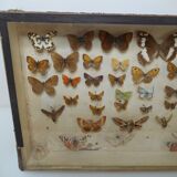 Old butterflies 1920 under glass