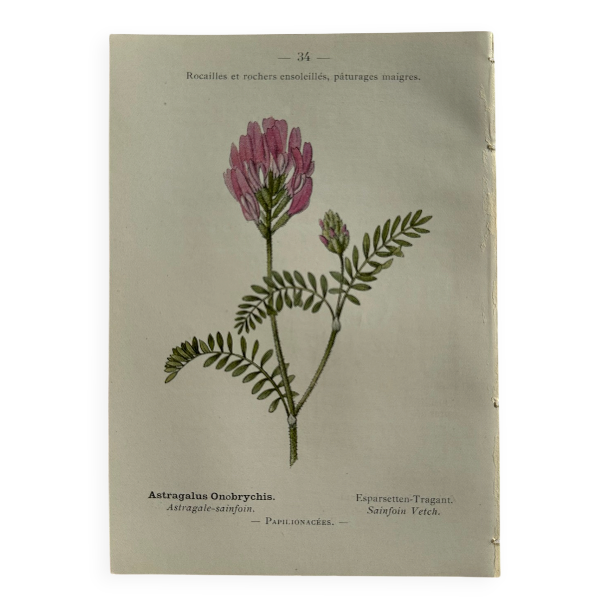 Planche Naturaliste – Gravure botanique ancienne 19eme  recto verso