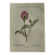 Planche Naturaliste – Gravure botanique ancienne 19eme  recto verso