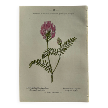 Planche Naturaliste – Gravure botanique ancienne 19eme  recto verso