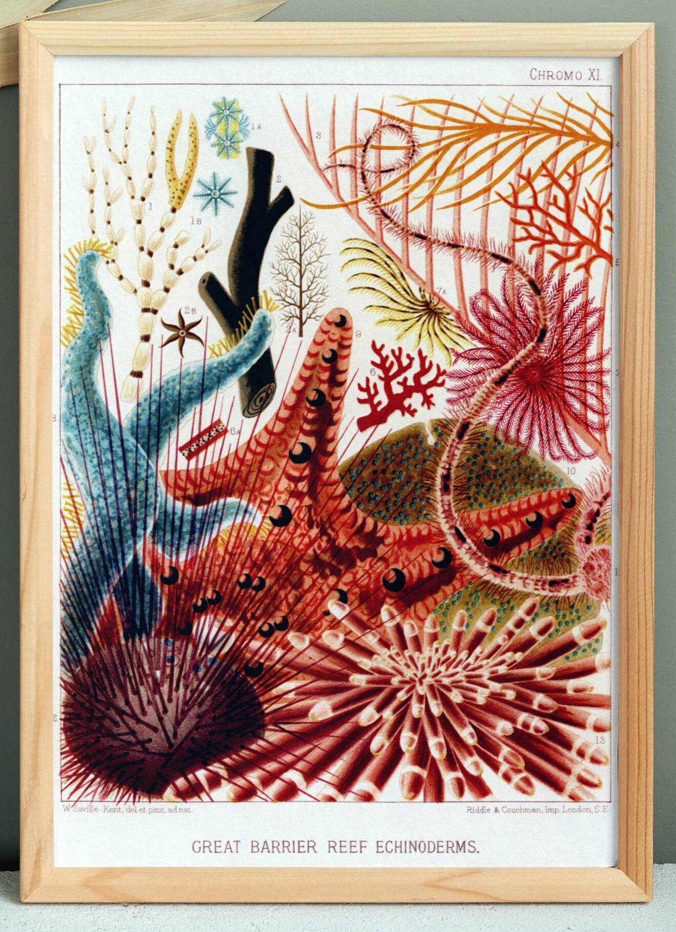 Poster about the echinoderms of the Great Barrier Reef, 1893