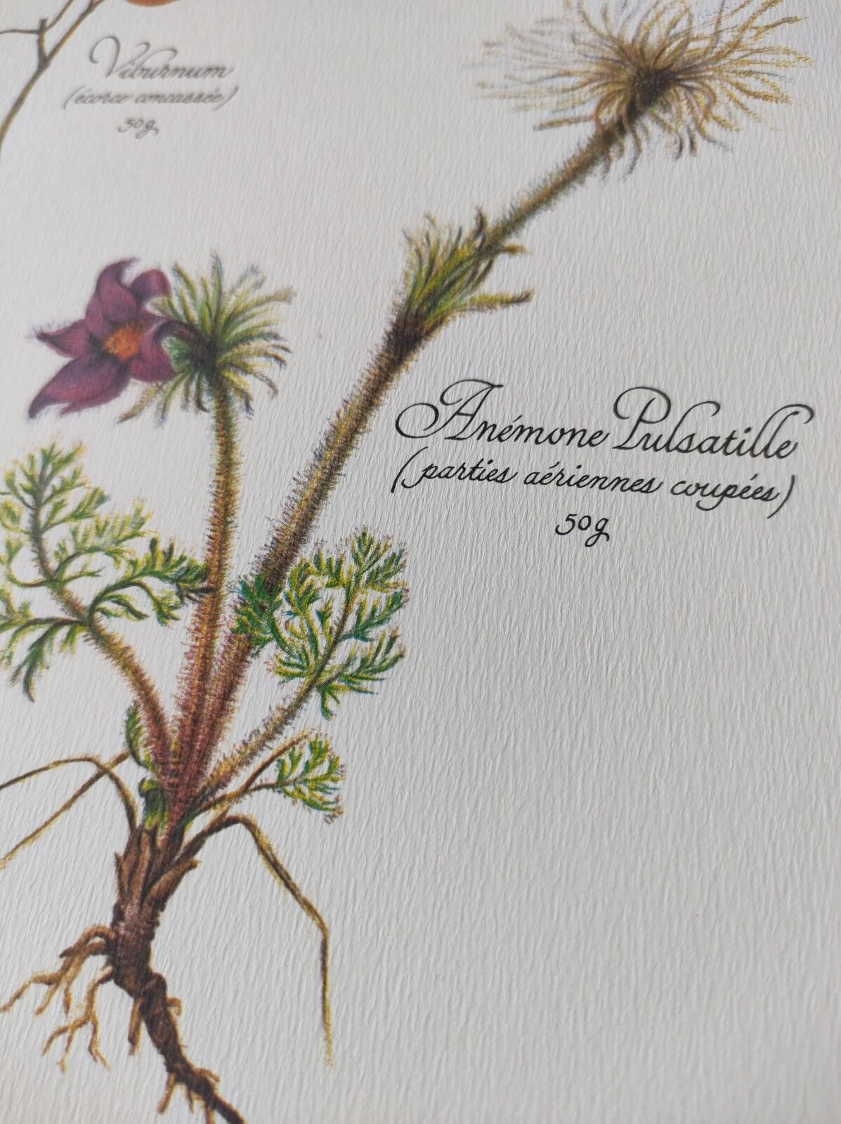 Botanical engraving -Herbal tea for heavy legs- Illustration of medicinal plants and herbs