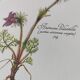 Botanical engraving -Herbal tea for heavy legs- Illustration of medicinal plants and herbs