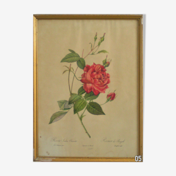 Antique engraving " Rosa Indica Sertulata " From "joseph Redouté"