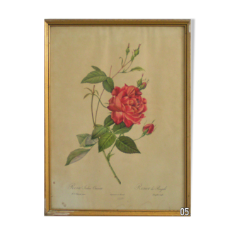 Gravure ancienne " rosa indica sertulata "  de "joseph redouté"