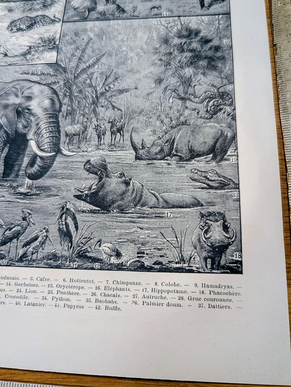 Printed in 1921, engravings of Africa.