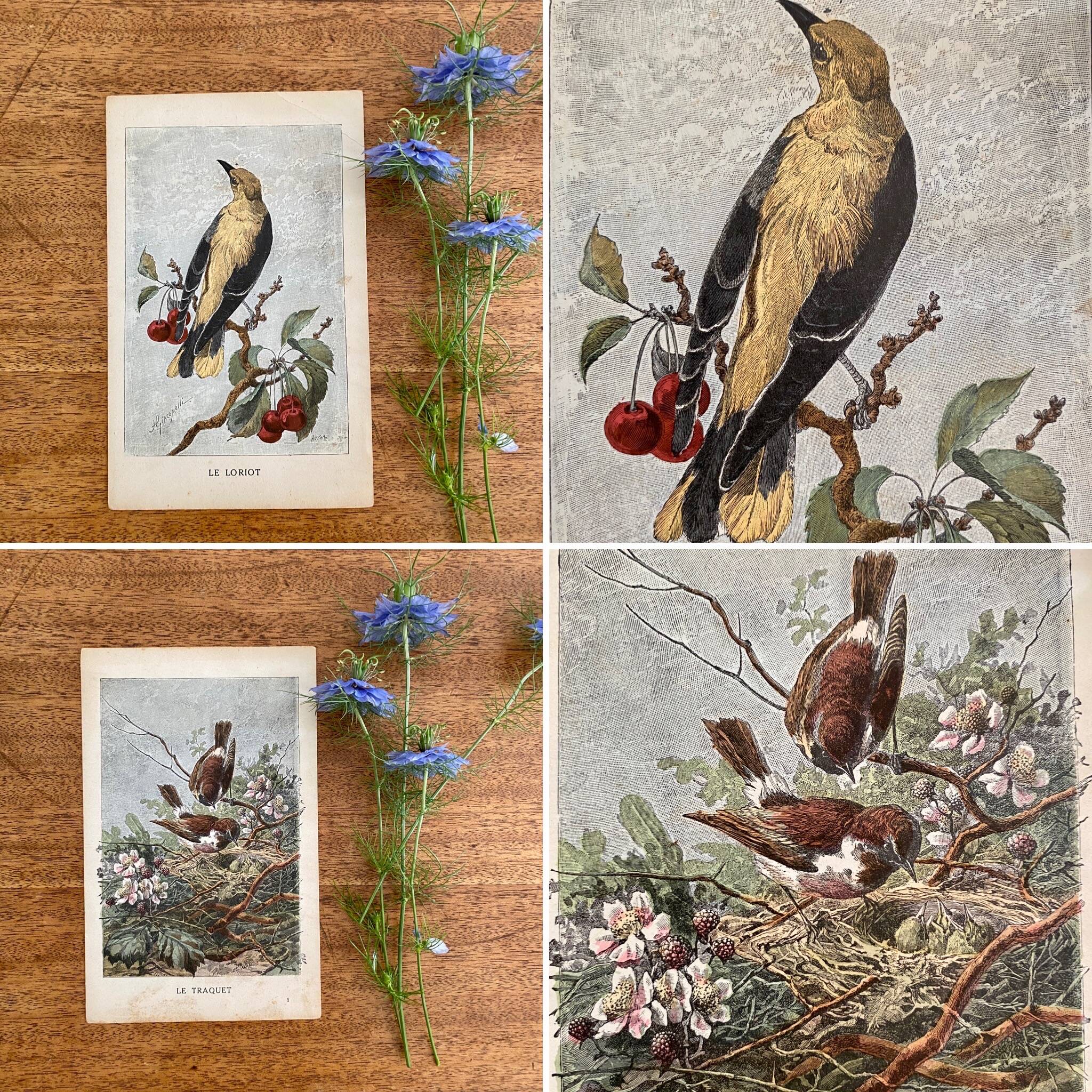 ancienne gravure d'oiseau - giacomelli et huyot - le loriot -