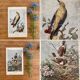 ancienne gravure d'oiseau - giacomelli et huyot - le loriot -