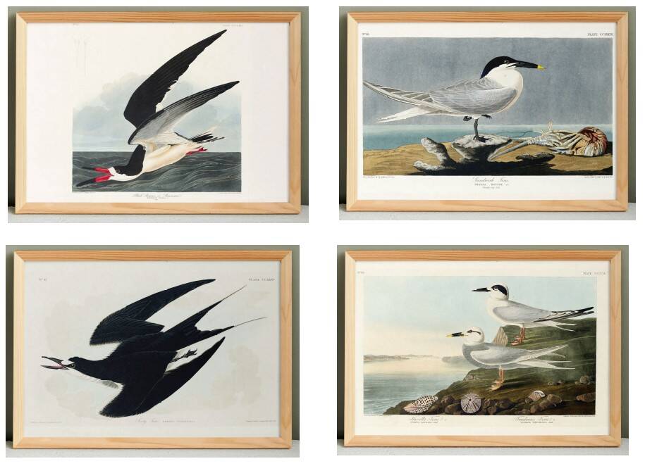 Set of 6 posters on terns
