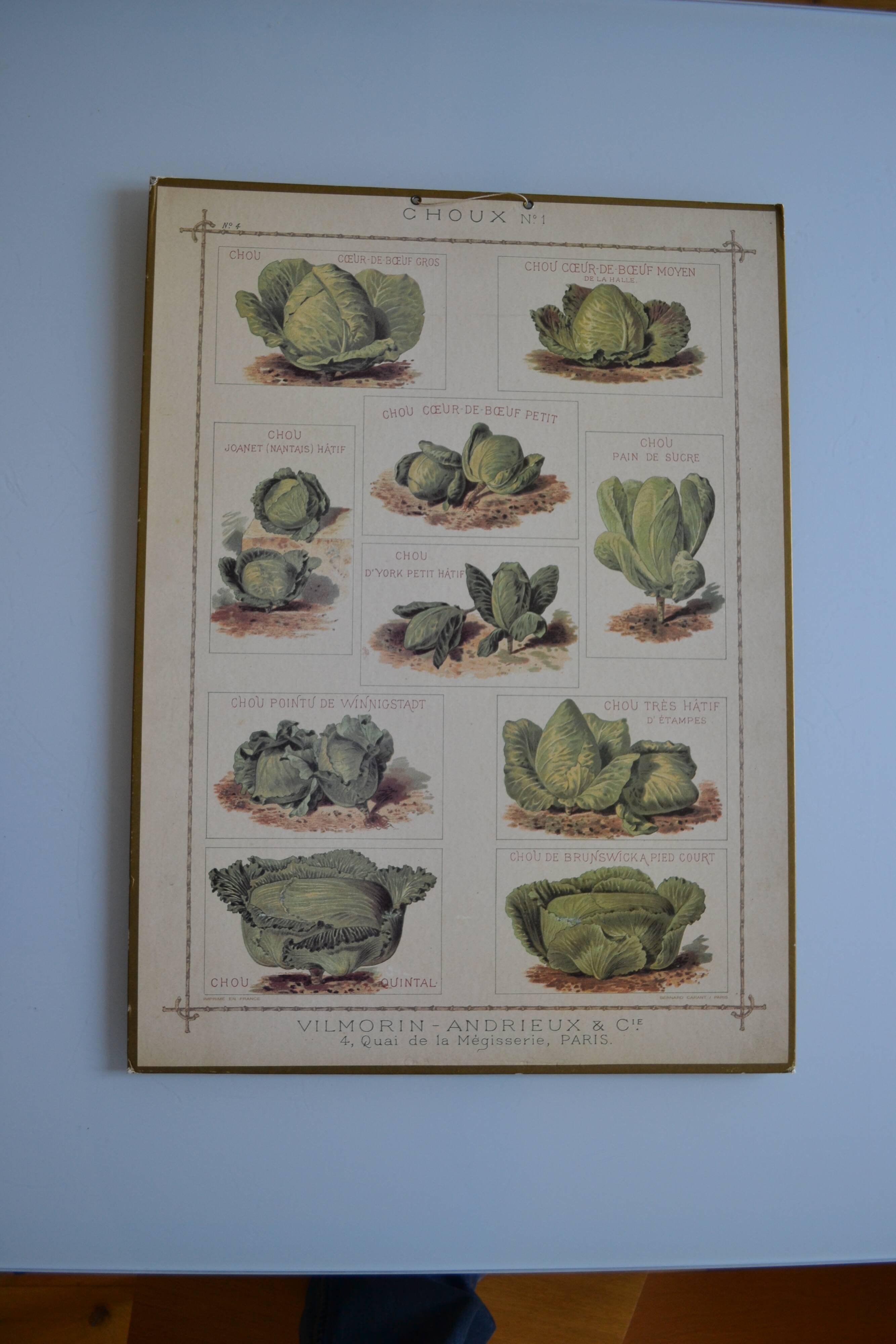 Vintage botanical poster "Cabbages"