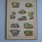 Vintage botanical poster "Cabbages"