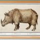 Small poster about the rhinoceros, after an old engraving from 1610.