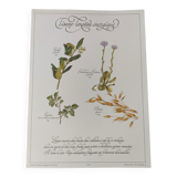 Engraving medicinal plants -Energetic laxative herbal tea- Botanical illustration