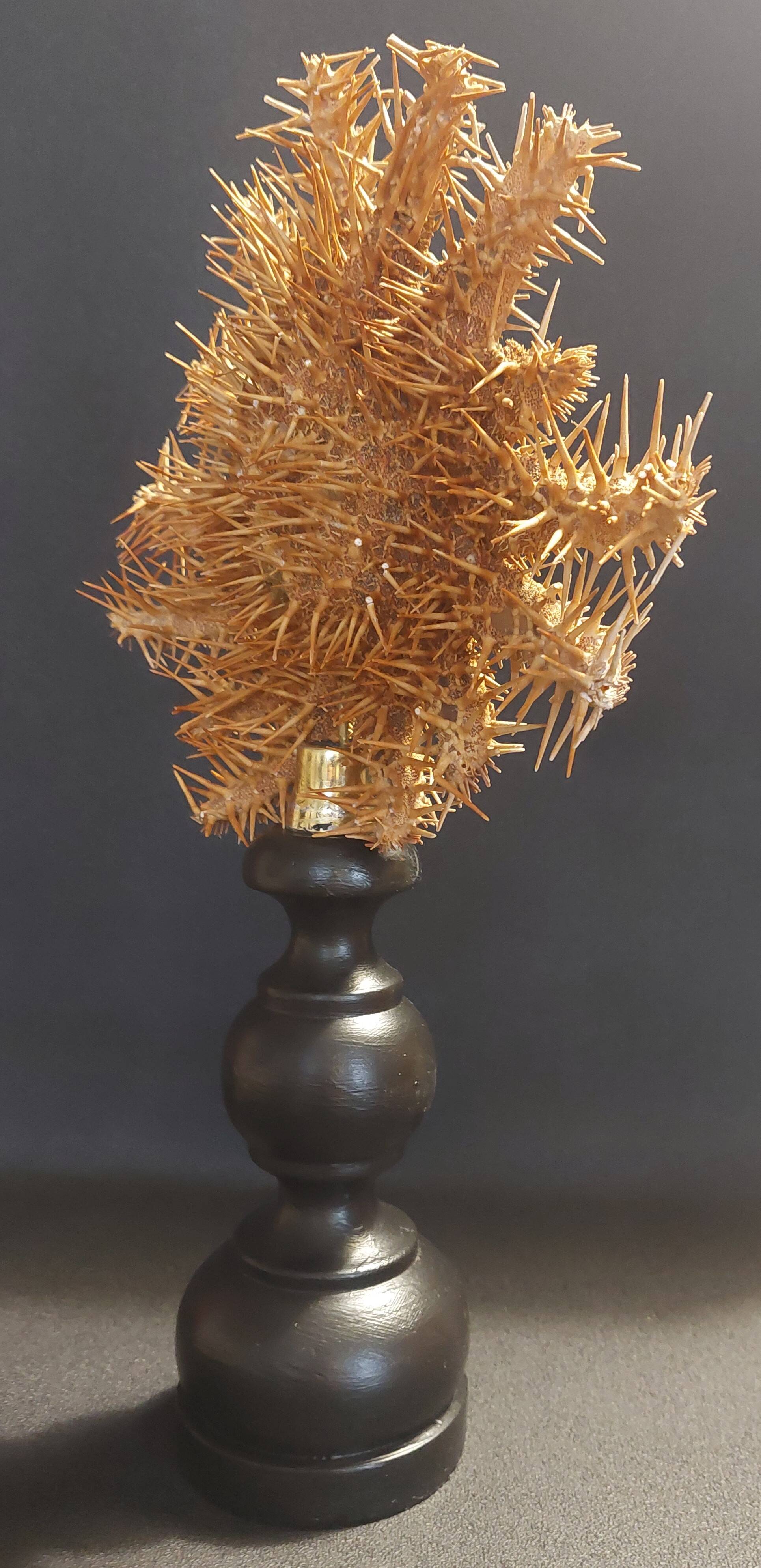 Cabinet of Curiosities starfish acanthaster planci on a base