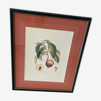 Lithographie 50x70cm Madeleine Blanche - planche botanique