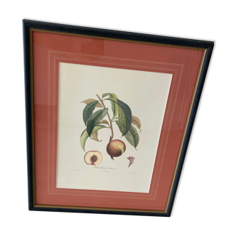 Lithograph 50x70cm Madeleine Blanche - botanical board