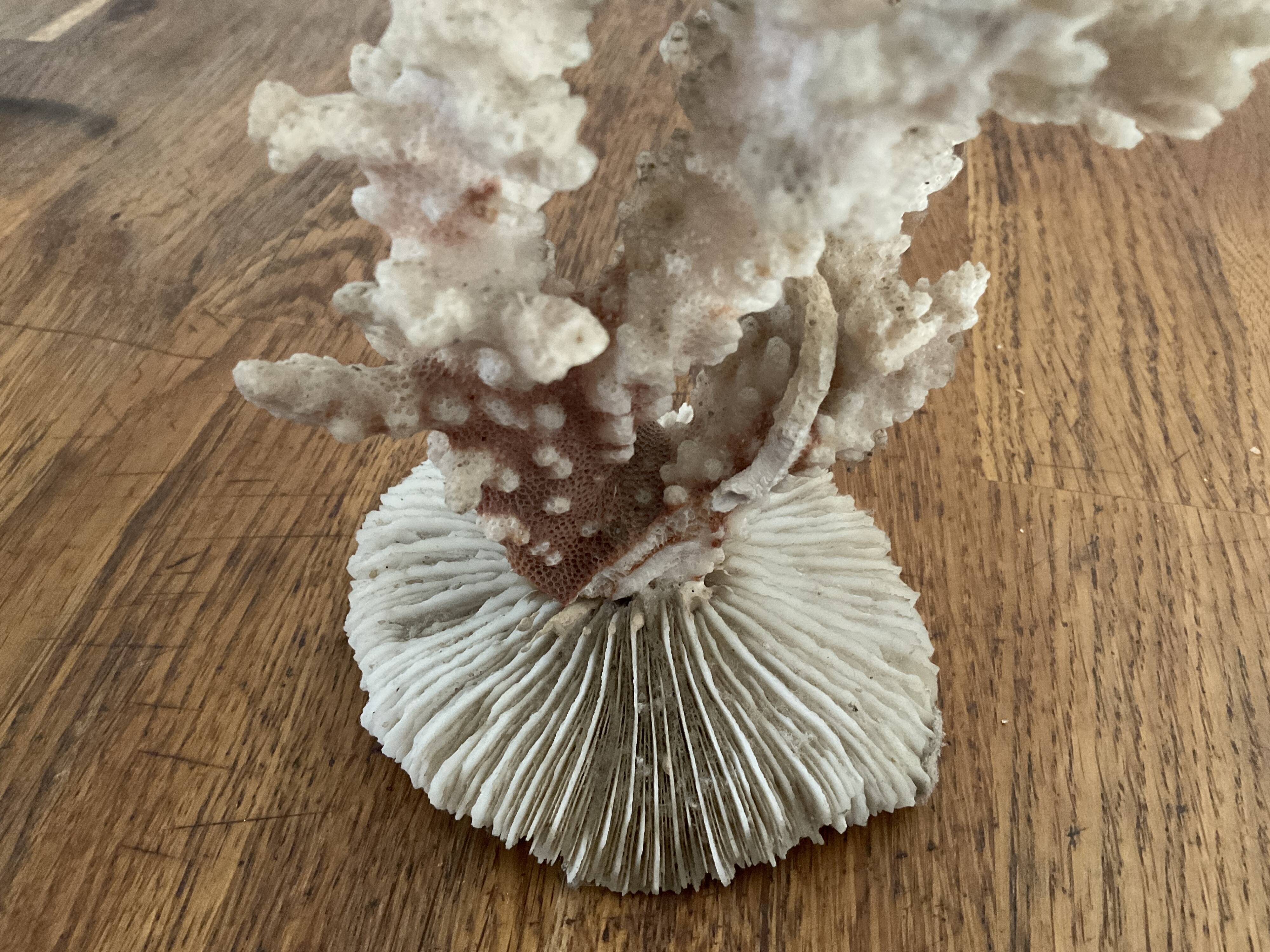 Ancient coral. 15cm x 10cm