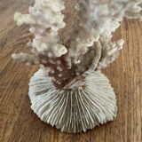 Ancient coral. 15cm x 10cm