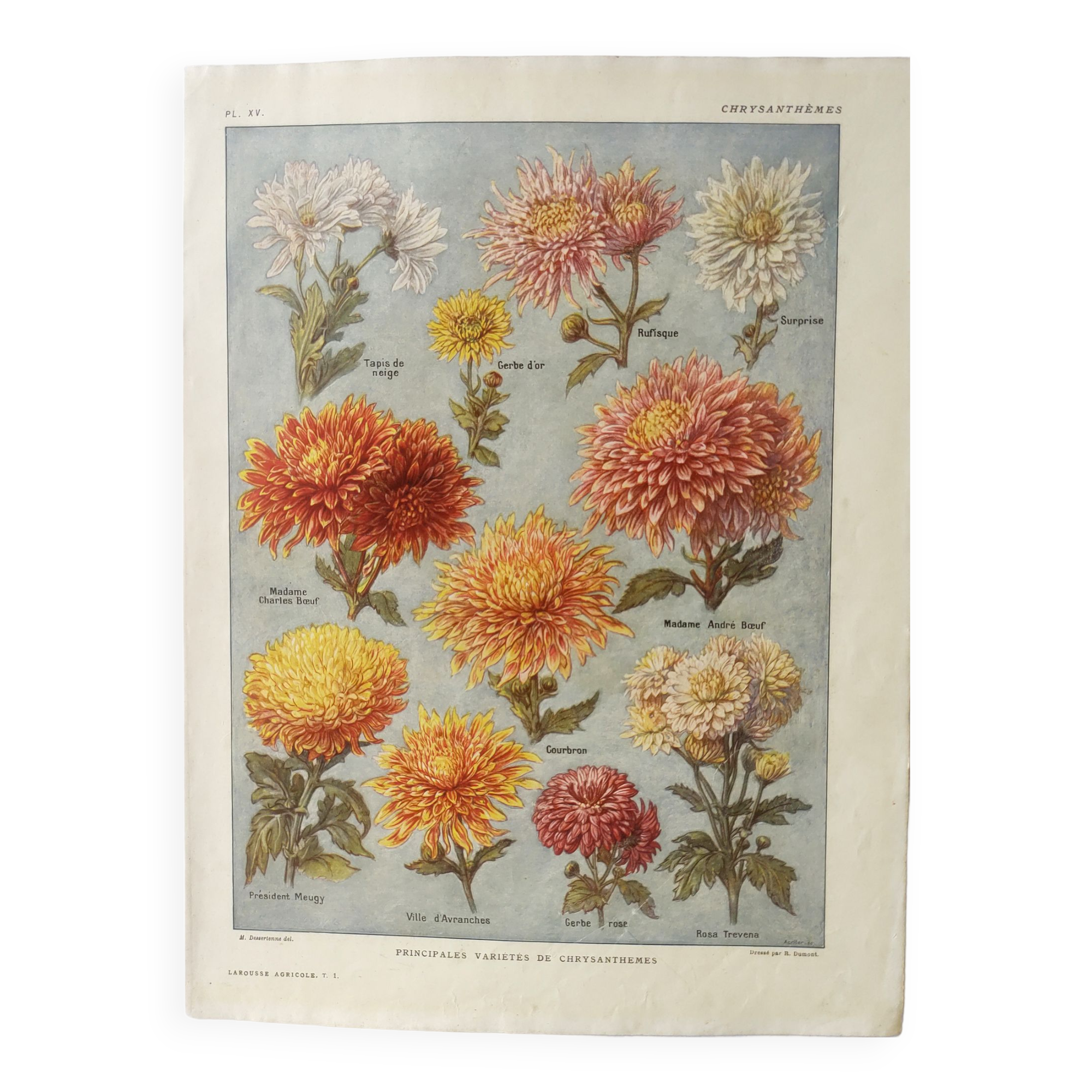 Antique print • Chrysanthemums • Original poster from 1922