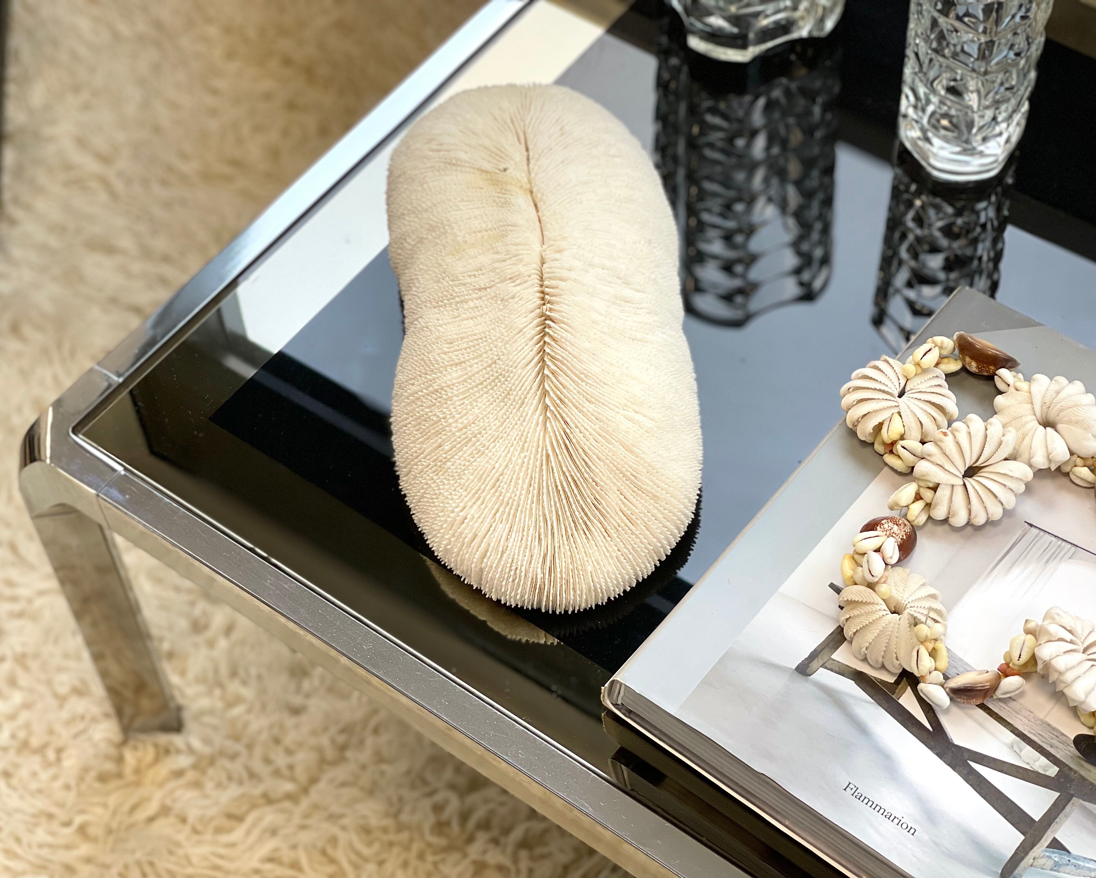 Ancient coral fungia