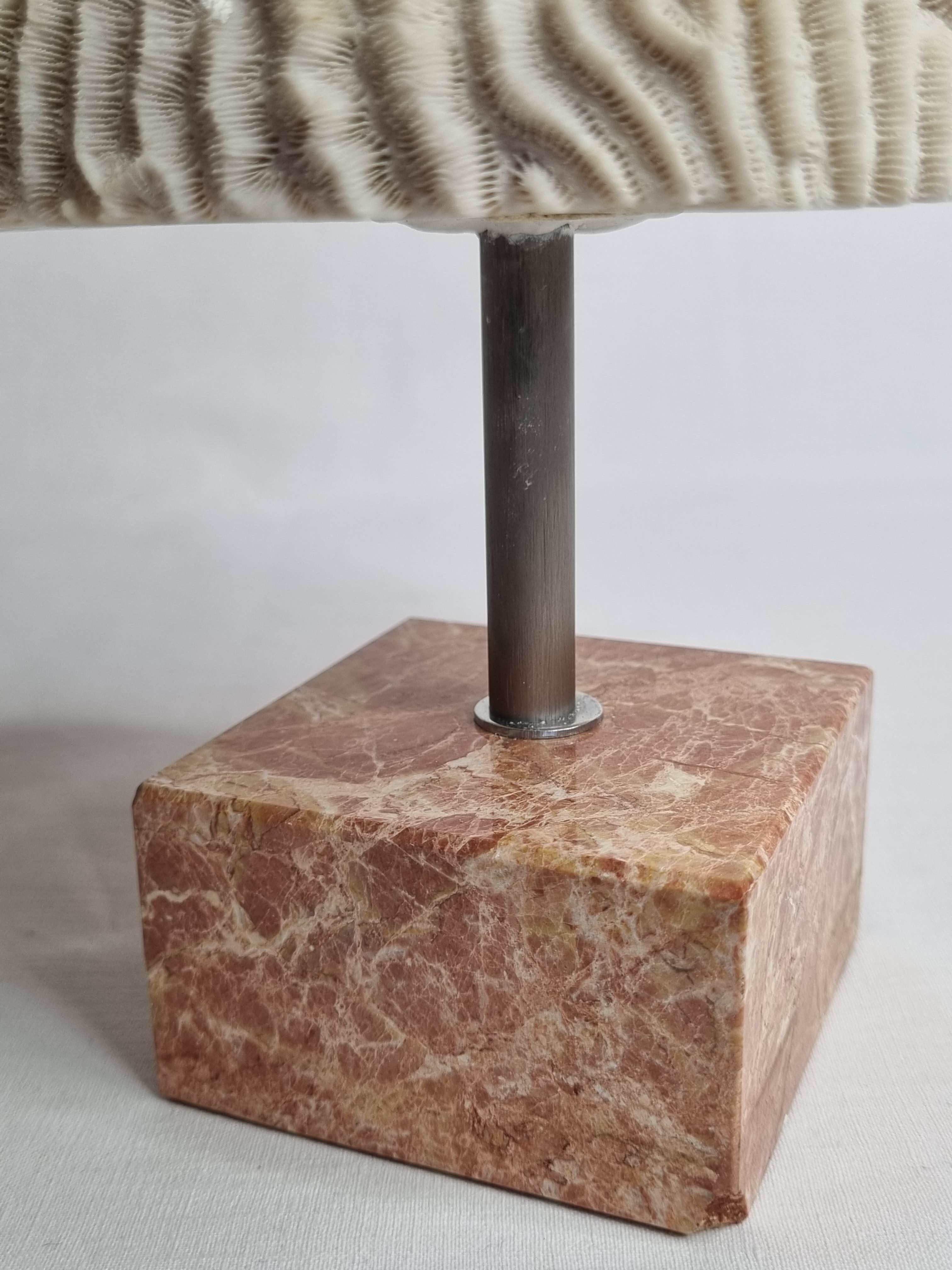 Ancient coral "brain" Diploria labyrinthiformis on base, 19 cm