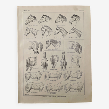 Lithographie sur l'anatomie du cheval (tête, croupe, sabots) - 1920