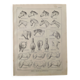 Lithograph on the anatomy of the horse (head, rump, hooves) - 1920