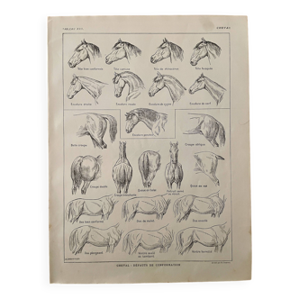 Lithograph on the anatomy of the horse (head, rump, hooves) - 1920