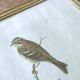 Bird lithograph by J. Gould and H-C Richter
