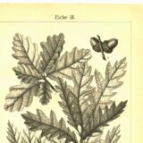 Botanical engraving from 1904 - Oaks II - Tree with acorns - Lithograph