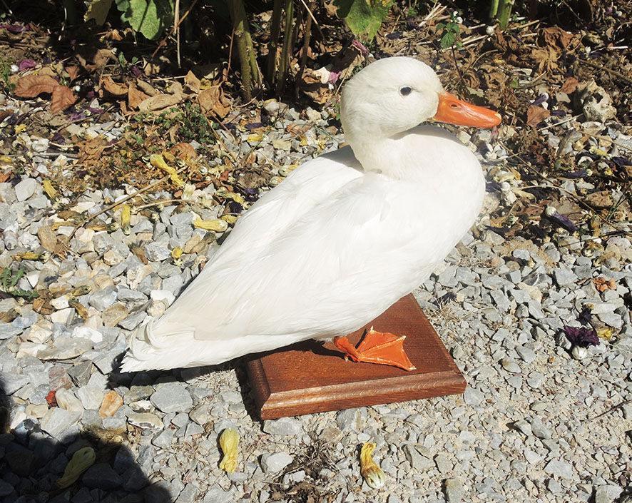Antique stuffed/albino mallard duck
