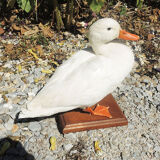 Antique stuffed/albino mallard duck