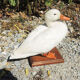 Antique stuffed/albino mallard duck