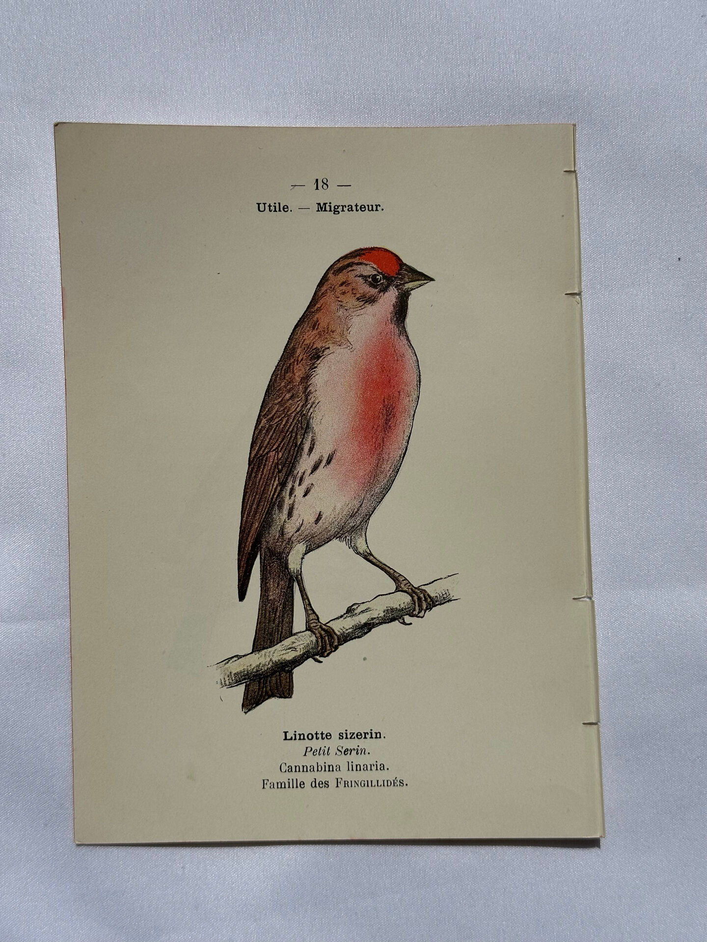 Planche Botanique Gravure oiseaux naturaliste  19eme recto verso  A