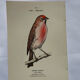 Planche Botanique Gravure oiseaux naturaliste  19eme recto verso  A