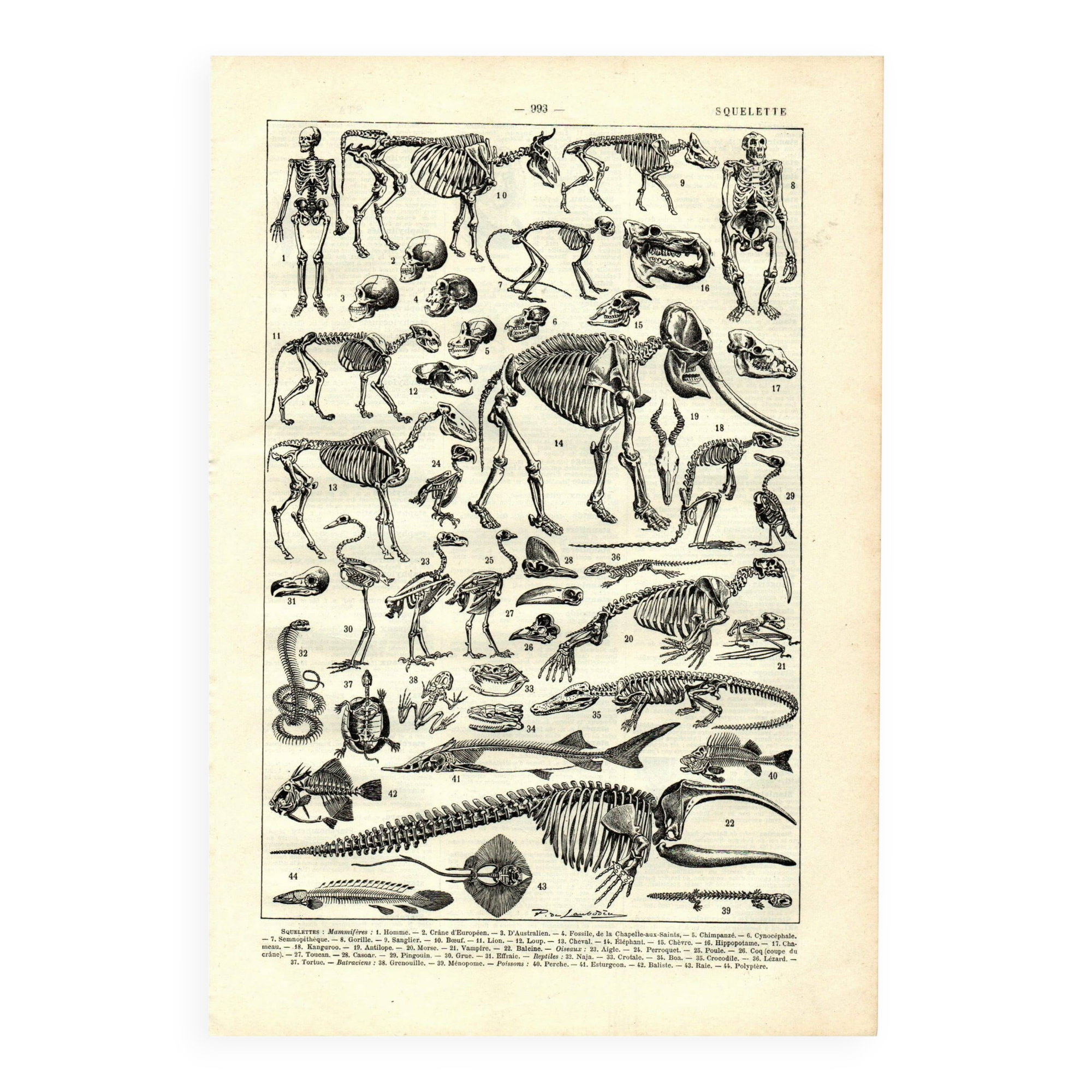 Gravure ancienne 1923 - Squelettes et anatomie comparée par P. De Laubadère