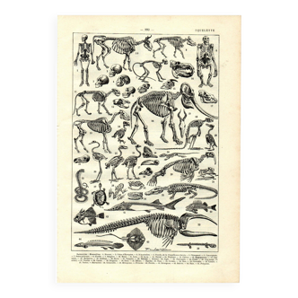 Gravure ancienne 1923 - Squelettes et anatomie comparée par P. De Laubadère