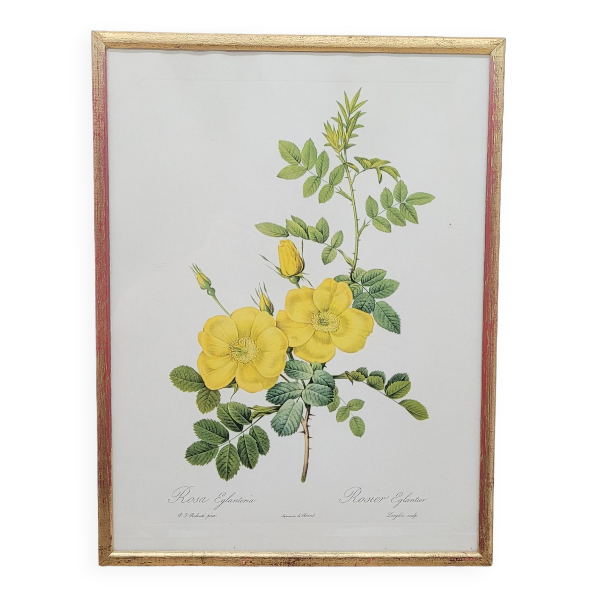 Lithograph Rosehip Rose