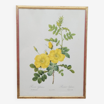 Lithographie Rosier églantier jaune