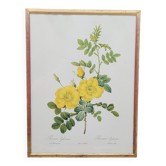 Lithograph Rosehip Rose