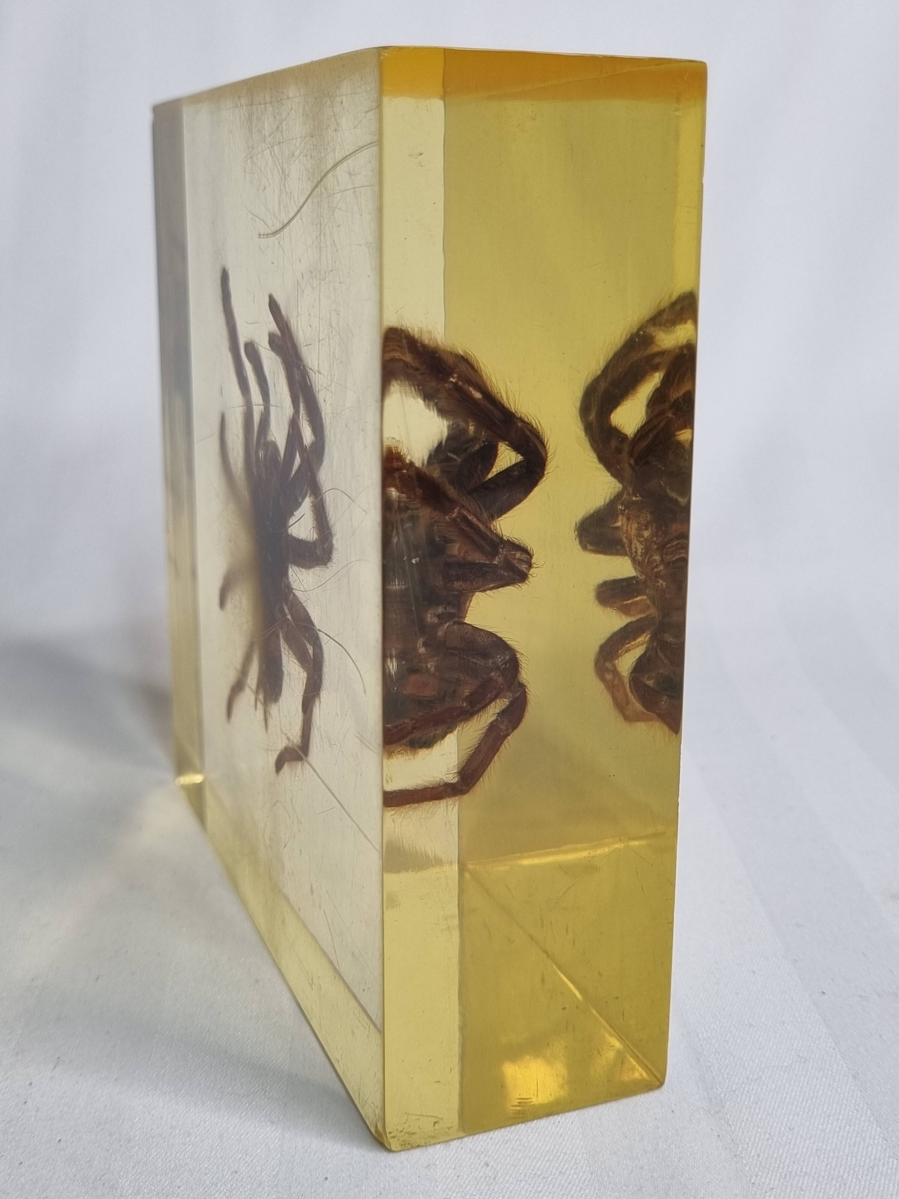 Inclusion of vintage naturalist, tarantula in taxidermy