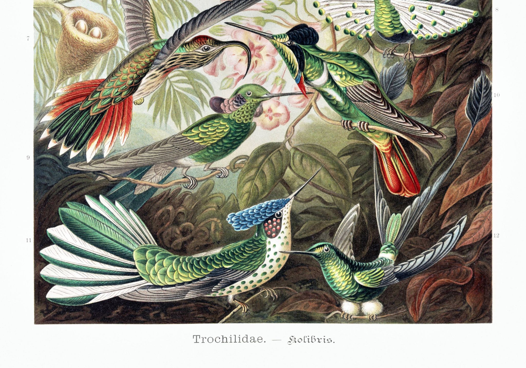Affiche sur les colibris, d’après une lithographie ancienne de 1904.
