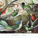Poster about hummingbirds, based on an old lithograph from 1904.
