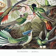 Affiche sur les colibris, d’après une lithographie ancienne de 1904.