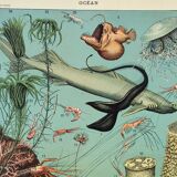Gravure ancienne 1898, Océan (profond et abysse), faune • Lithographie, Planche originale