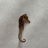Hippocampe seché