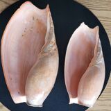 Set of 2 Cymbium Shells
