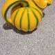 Melon jug in Longchamp barbotine