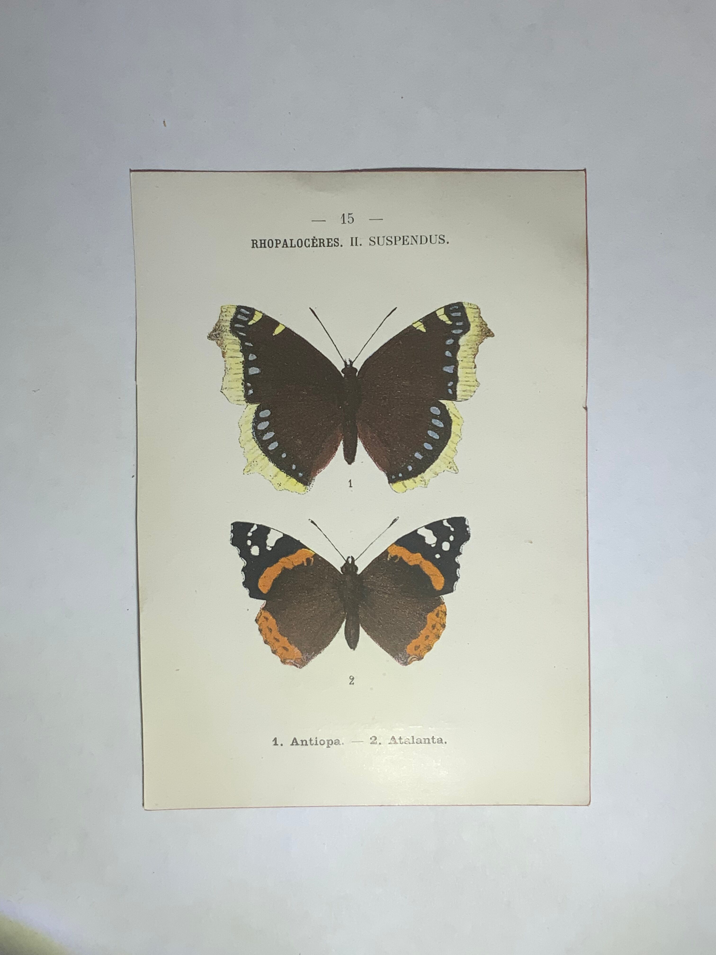 Vintage botanical plate antique butterfly engraving 1903 double-sided G. Denise