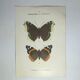 Vintage botanical plate antique butterfly engraving 1903 double-sided G. Denise